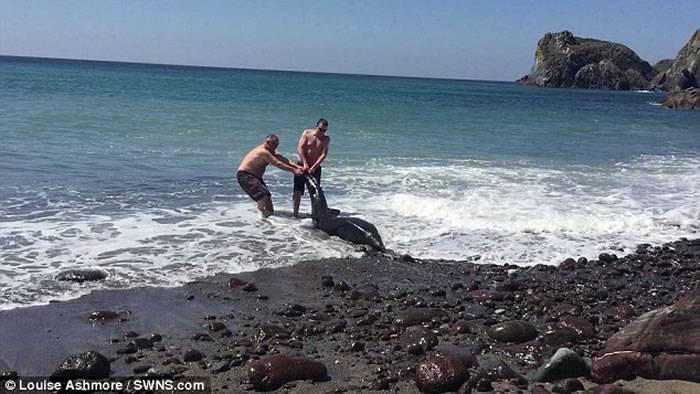 英国男子看到“海豚”搁浅出手相救才发现是鲨鱼
