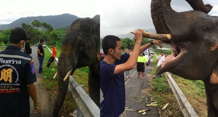 泰国公路上出现流浪大象 被喂食后还会举起象鼻表达感激之情
