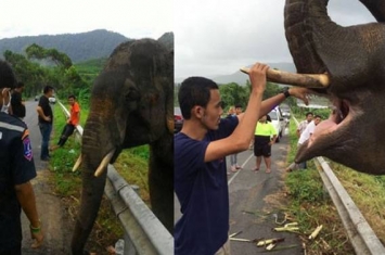 泰国公路上出现流浪大象 被喂食后还会举起象鼻表达感激之情