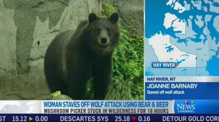 加拿大妇人到森林采菇遭黑狼跟踪12小时 机智将狼引到母熊跟前逃脱
