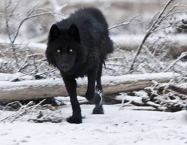 加拿大妇人到森林采菇遭黑狼跟踪12小时 机智将狼引到母熊跟前逃脱
