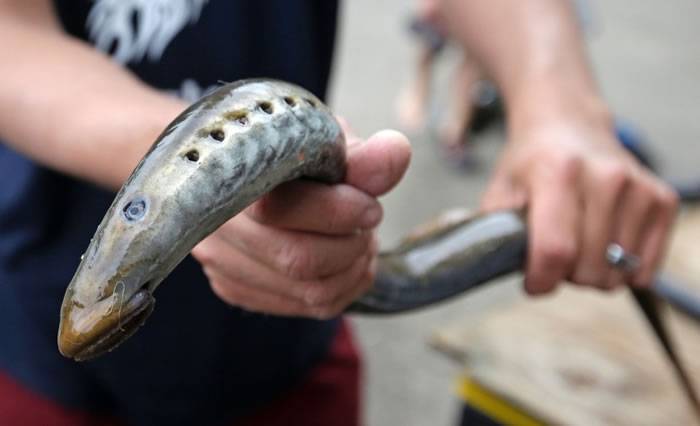 美国俄勒冈州波特兰威廉文迪瀑布举行年度捕猎七鳃鳗活动