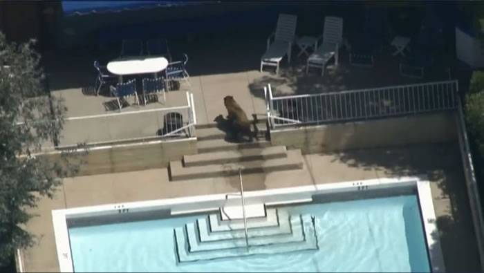 美国加州小熊闯民居 炎炎夏日惬意游泳