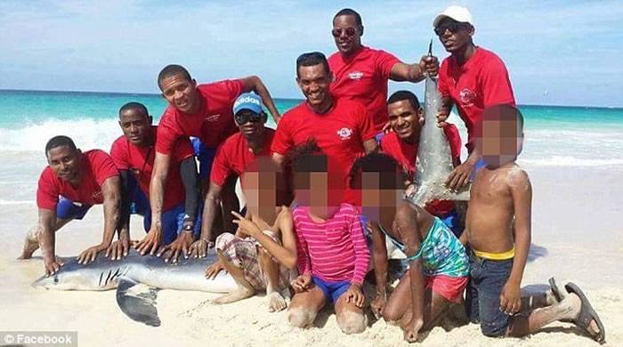 多米尼加共和国7名男子为作乐将一条鲨鱼扯上岸合照导致其死亡