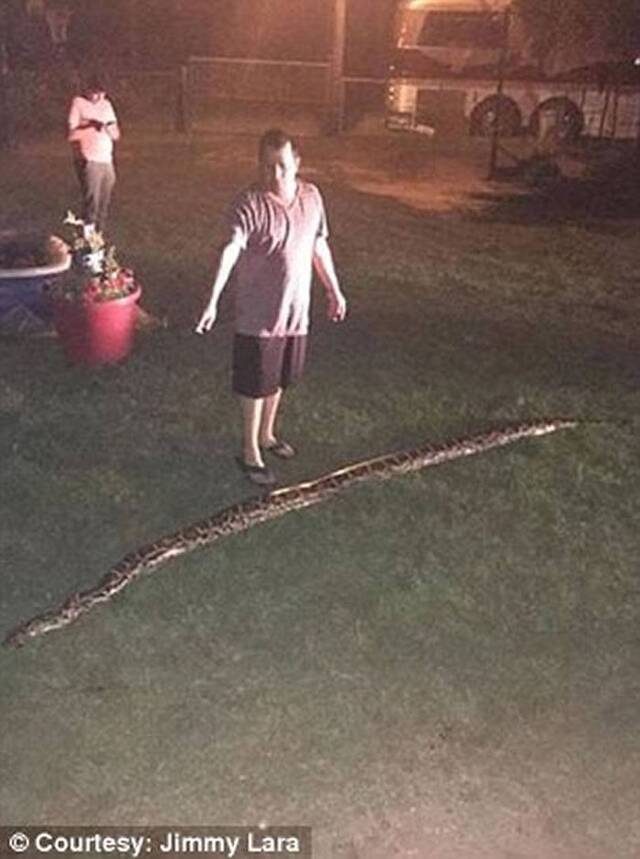 美国青年家中前院发现巨大蟒蛇 父亲开枪轰毙