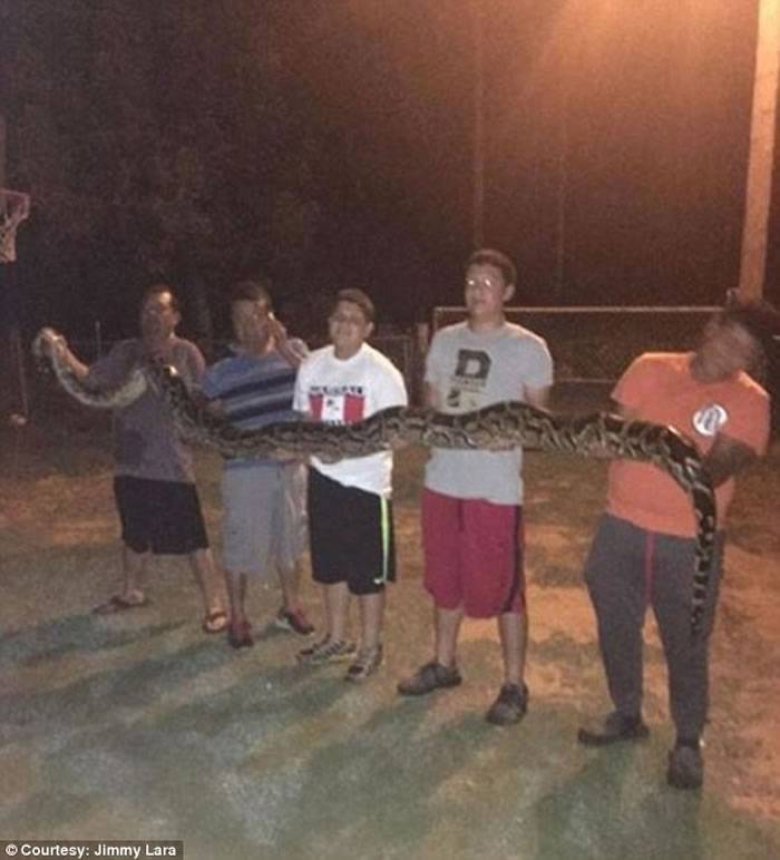 美国青年家中前院发现巨大蟒蛇 父亲开枪轰毙
