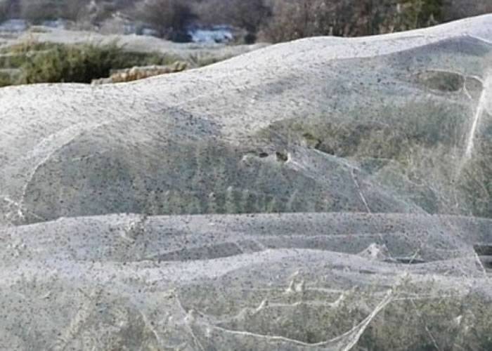澳洲百万蜘蛛避洪水 结成大片蜘蛛网将树林包裹