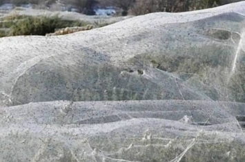 澳洲百万蜘蛛避洪水 结成大片蜘蛛网将树林包裹