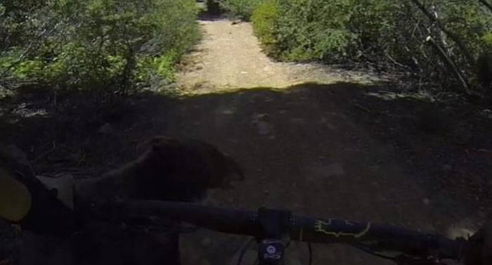 美国加州男子踩越野单车猛撞黑熊人仰车翻