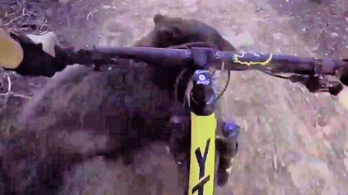 美国加州男子踩越野单车猛撞黑熊人仰车翻