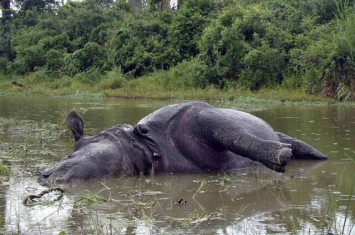 印度又发生性侵惨案：母犀牛因拒绝和两只公犀牛交配被它们联合撞死