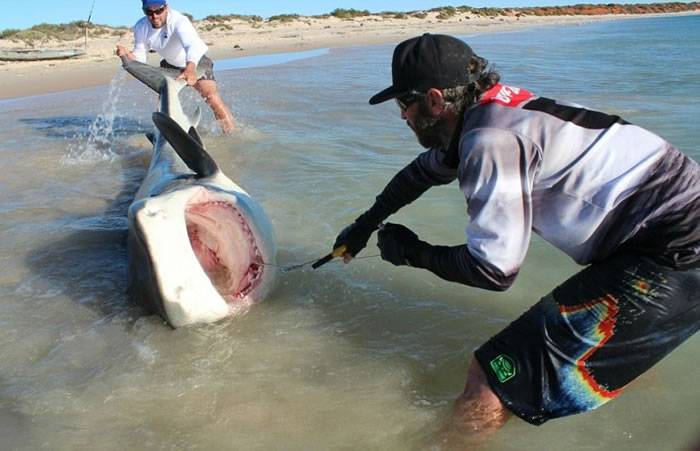 澳洲2猛男以简单钓鱼工具4日内钓获10条大鲨鱼