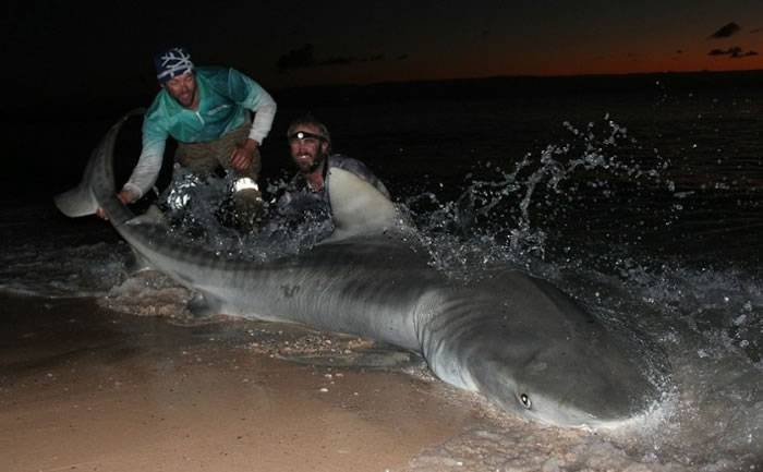 澳洲2猛男以简单钓鱼工具4日内钓获10条大鲨鱼