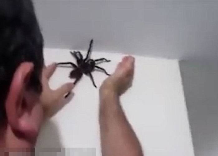 巴西男子徒手捕捉家中巨型黑蜘蛛