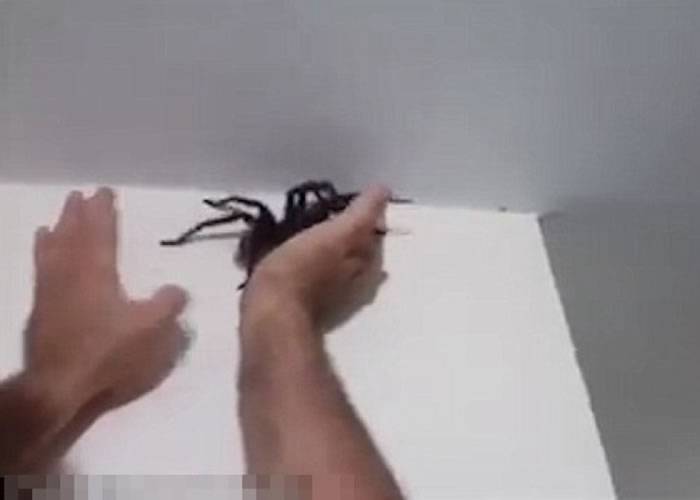 巴西男子徒手捕捉家中巨型黑蜘蛛
