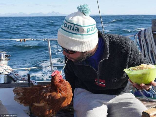 法国“航海王”Guirec Soudée乘帆船环游世界 途中收留的好伙伴母鸡每天下蛋