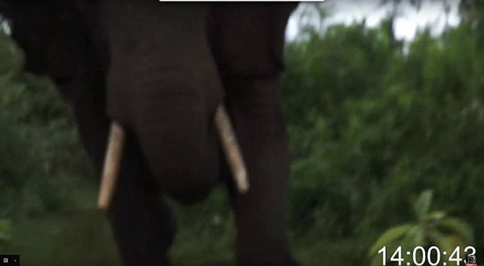 英国动物保育学者Ian Redmond在肯尼亚拍摄象群迁徙时遭到大象攻击被当球踢
