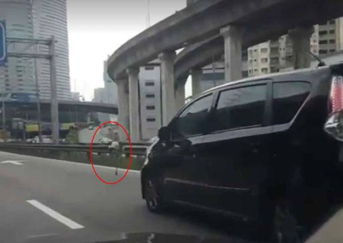 马来西亚鸵鸟Chickaboo跳下汽车公路狂奔50分钟红爆网络