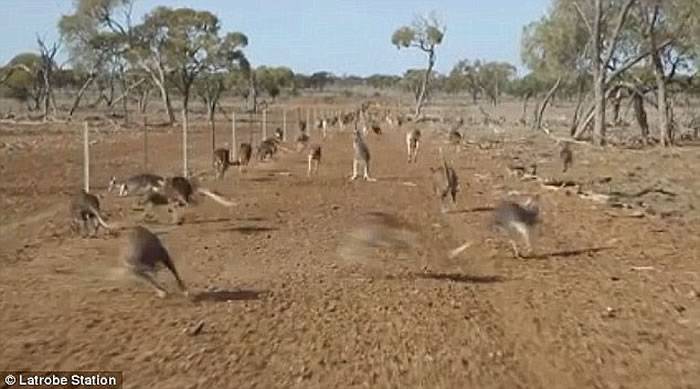 澳洲袋鼠群受惊在平原上慌乱狂窜