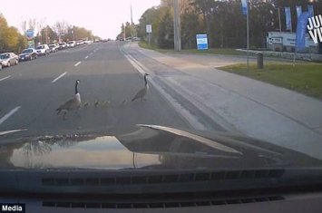 加拿大好心女子帮助鹅宝宝过马路 反遭鹅妈妈攻击