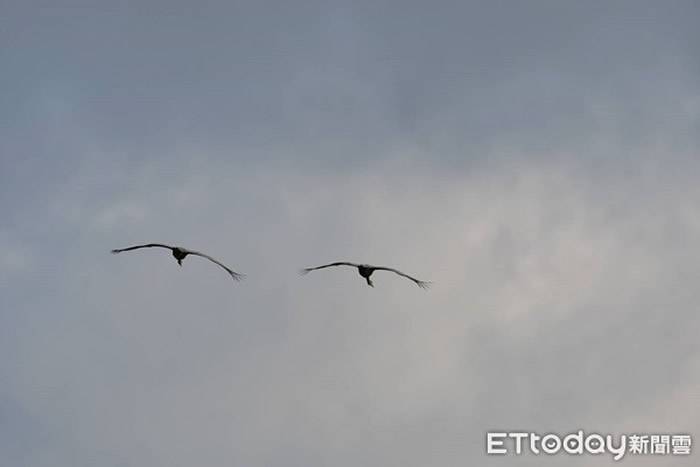 台湾鸟友抬头见大鸟飞过顺势按下快门 意外拍到未飞到过台湾的大型迷鸟“沙丘鹤”