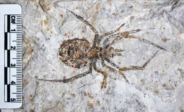 Paul Selden：中国发现的巨型蜘蛛化石Mongolarachne chaoyangensis其实是小龙虾