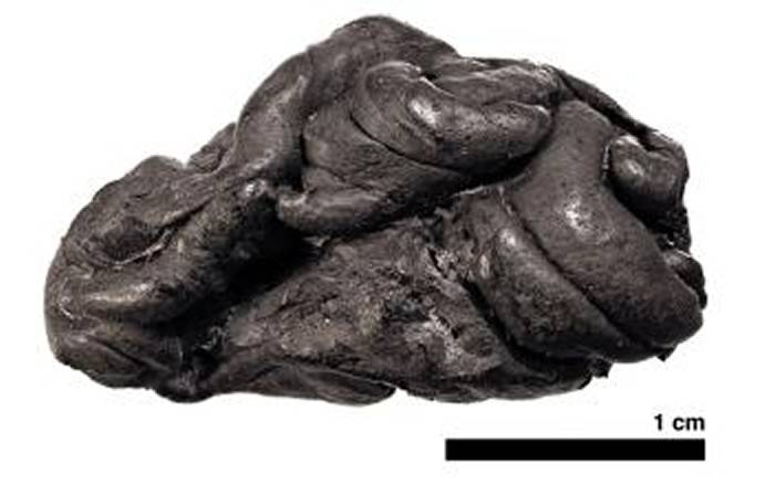 波罗的海5700年前石器时代的桦木沥青“口香糖”上的小女孩DNA诉说着奇妙故事