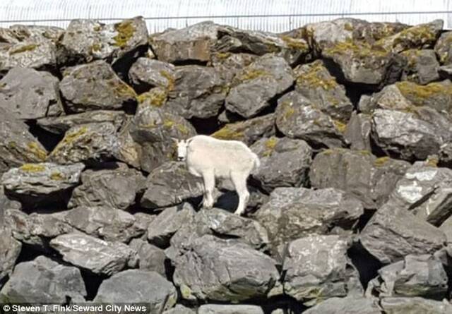 美国阿拉斯加州山羊被民众追赶拍照逼得跳海溺毙