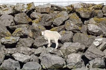 美国阿拉斯加州山羊被民众追赶拍照逼得跳海溺毙