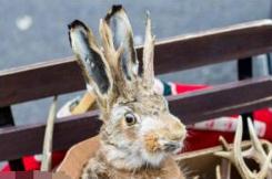 鹿角兔子，拥有可传染剧毒的怪异生物(重口味/图片)