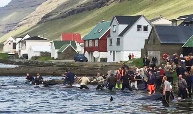 丹麦法罗群岛展开今年首次捕鲸活动 50条领航鲸被杀