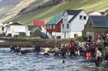 丹麦法罗群岛展开今年首次捕鲸活动 50条领航鲸被杀