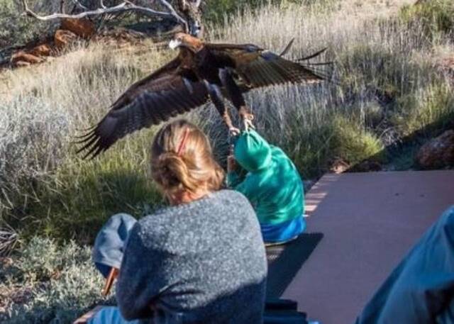 澳洲爱丽斯泉沙漠公园巨鹰被惹恼想抓走看表演的男童