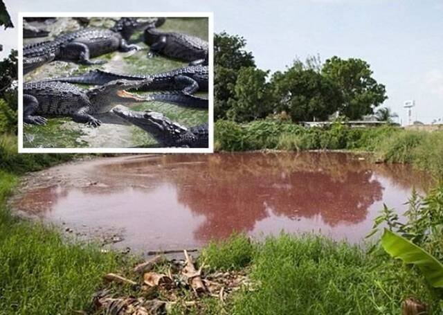 墨西哥屠宰场乱倾猪血惹来300条鳄鱼 居民恐成猎物