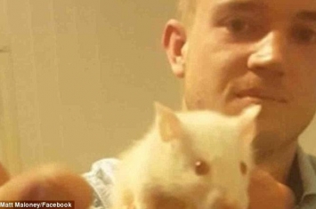 澳洲男子上载自己咬掉活老鼠头的残忍片段 被禁养宠物3年