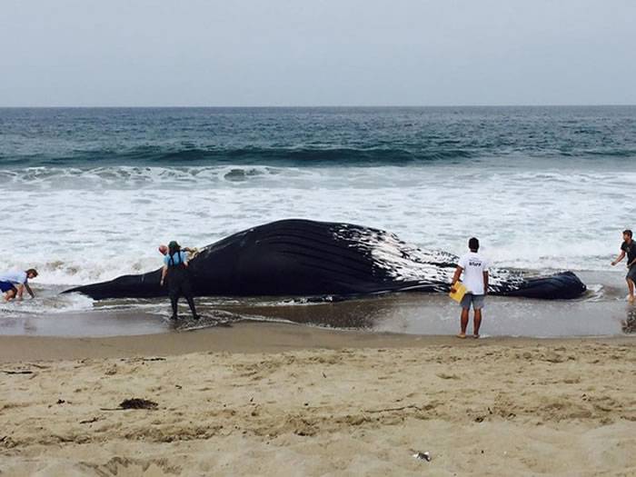 美国加州22吨座头鲸陈尸沙滩飘腐臭 国庆前出动推土机推进海