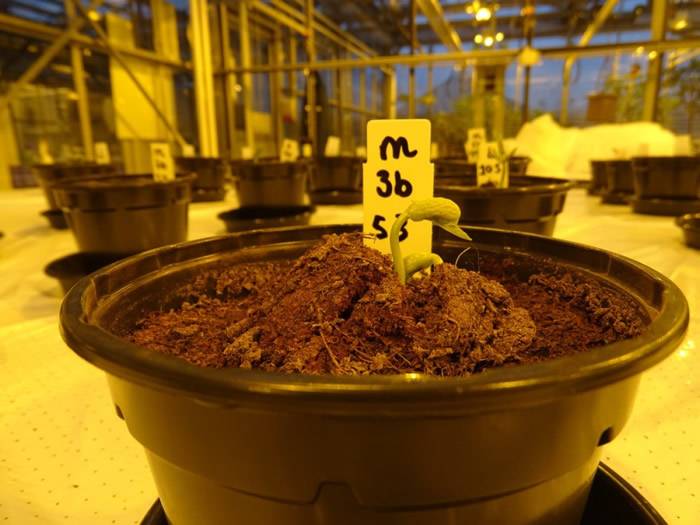研究表明人类尿液实际上可以作为一种很好的火星植物肥料