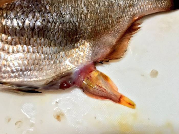 日本网友买一条黑腹鱊 却从它肚子中发现31条小鱼