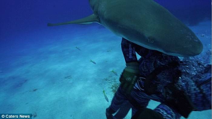 美国潜水员到巴哈马潜水与柠檬鲨迎面相撞