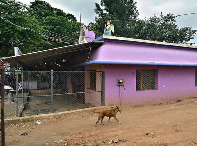 印度卡纳塔克邦一只小黄狗每天都会环绕寺庙走圈6小时