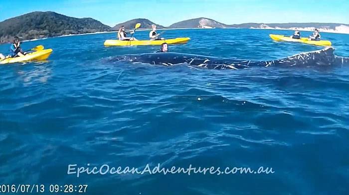 澳洲座头鲸挥鳍求救 勇汉跳海解渔网