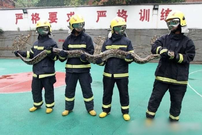 四川攀枝花市太平镇果园出现巨型蟒蛇 重25公斤长逾4米