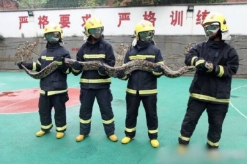 四川攀枝花市太平镇果园出现巨型蟒蛇 重25公斤长逾4米