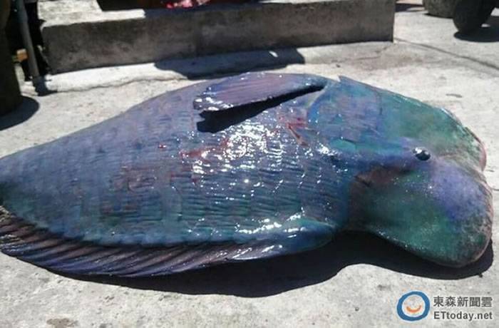 保育类隆头鹦哥鱼漂流到台湾兰屿岸边 民众不知情动手刮除鱼鳞准备宰杀