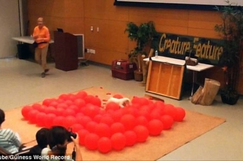 美国加州杰克罗素梗Twinkie39秒打爆100气球破世界纪录