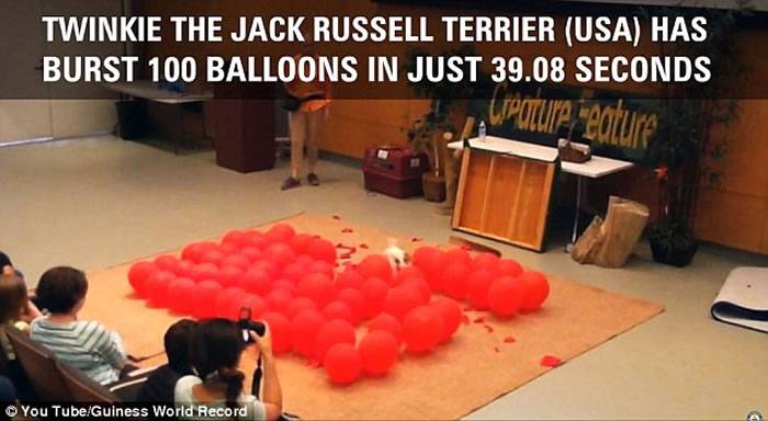 美国加州杰克罗素梗Twinkie39秒打爆100气球破世界纪录