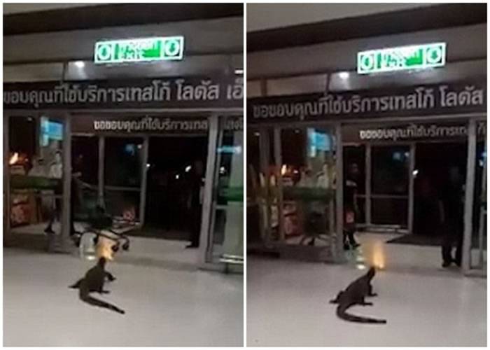 泰国连锁超级市场巨蜥堵入口