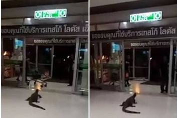 泰国连锁超级市场巨蜥堵入口
