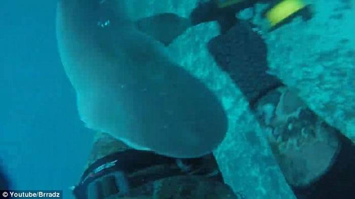 澳洲19岁男子潜水时挑衅鲨鱼险被攻击