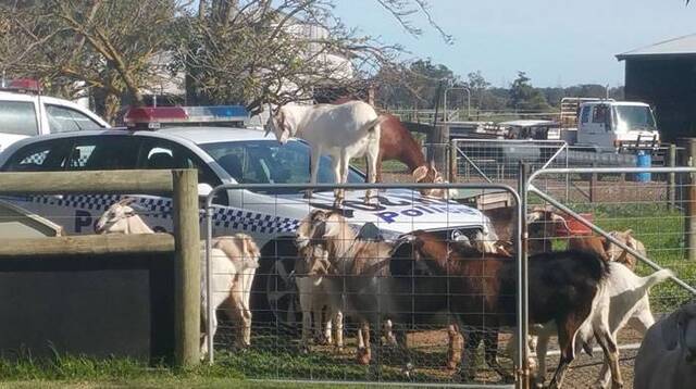 澳洲山羊“黑帮”闹事包围警车